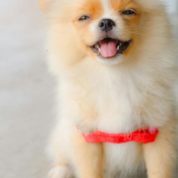 pexels-vanserline-vandenberg-759843-1619690